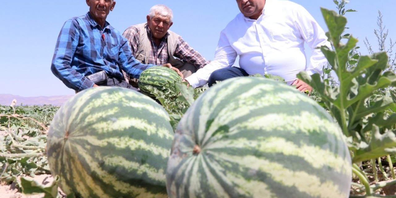 Olmaz denilen çorak topraklarda organik kavun karpuz yetiştirdiler