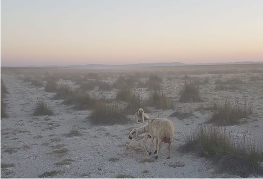 Çoban Köpeğinden Vefa Örneği