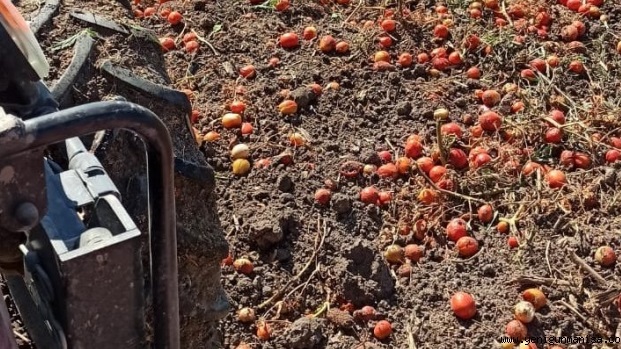 Domates Para Yapmayınca, Çiftçi Tarlasını Traktörle Sürdü VİDEO