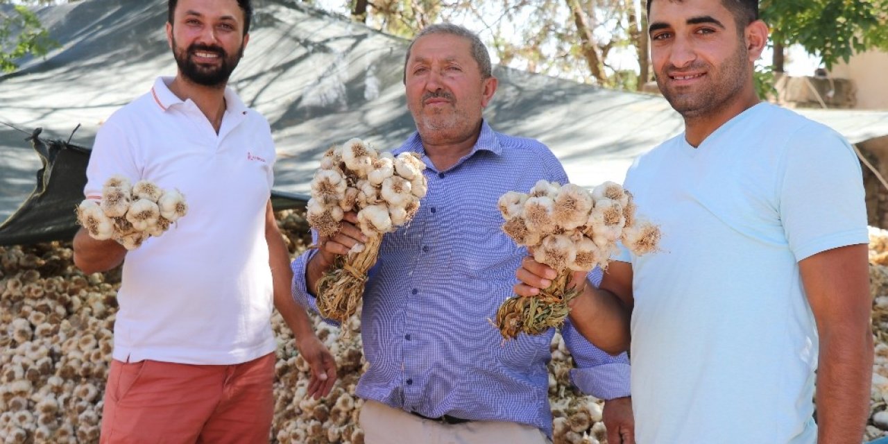 Korona virüse direnç gösteren sarımsağın ihracatı durduruldu