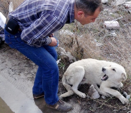 Ölüme terk edilen köpeğe sahip çıktı!