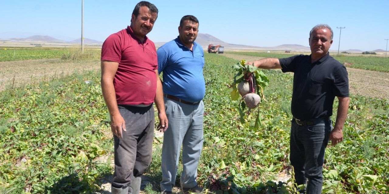 Kırmızı pancarda hasat zamanı