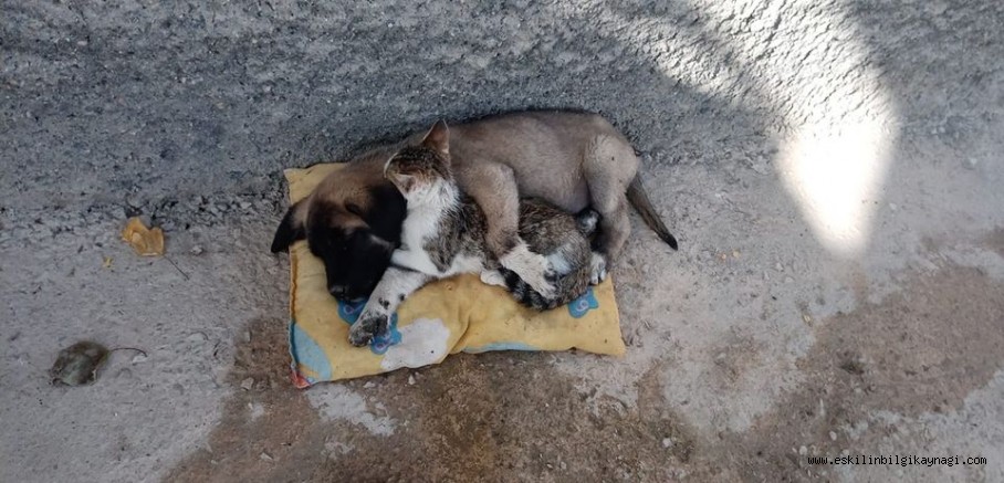 Eskil'de yavru köpek ile kedinin dostluğu görenler tarafından ilgi odağı oluyor