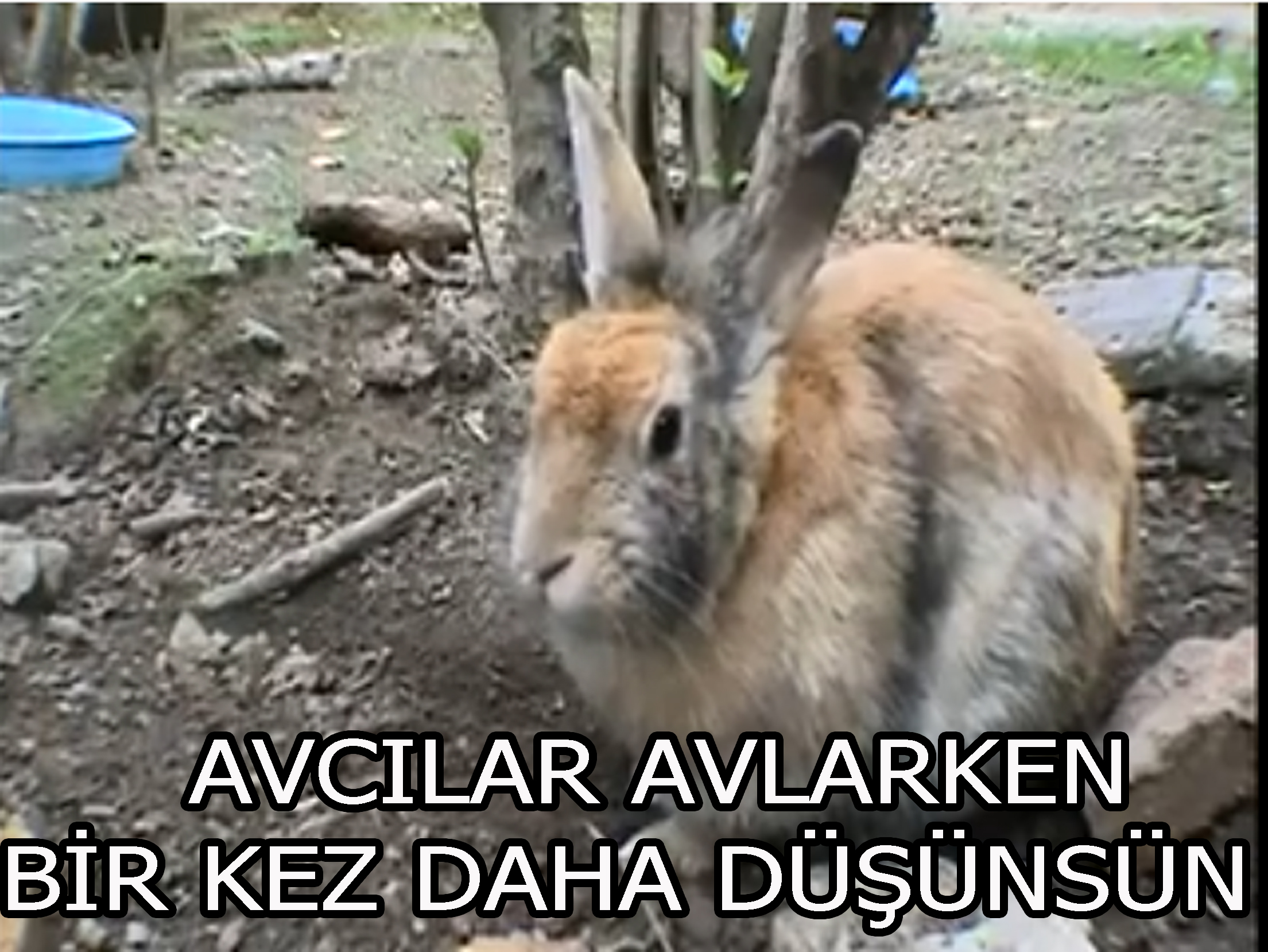 Bu görüntüler avcılara gidiyor