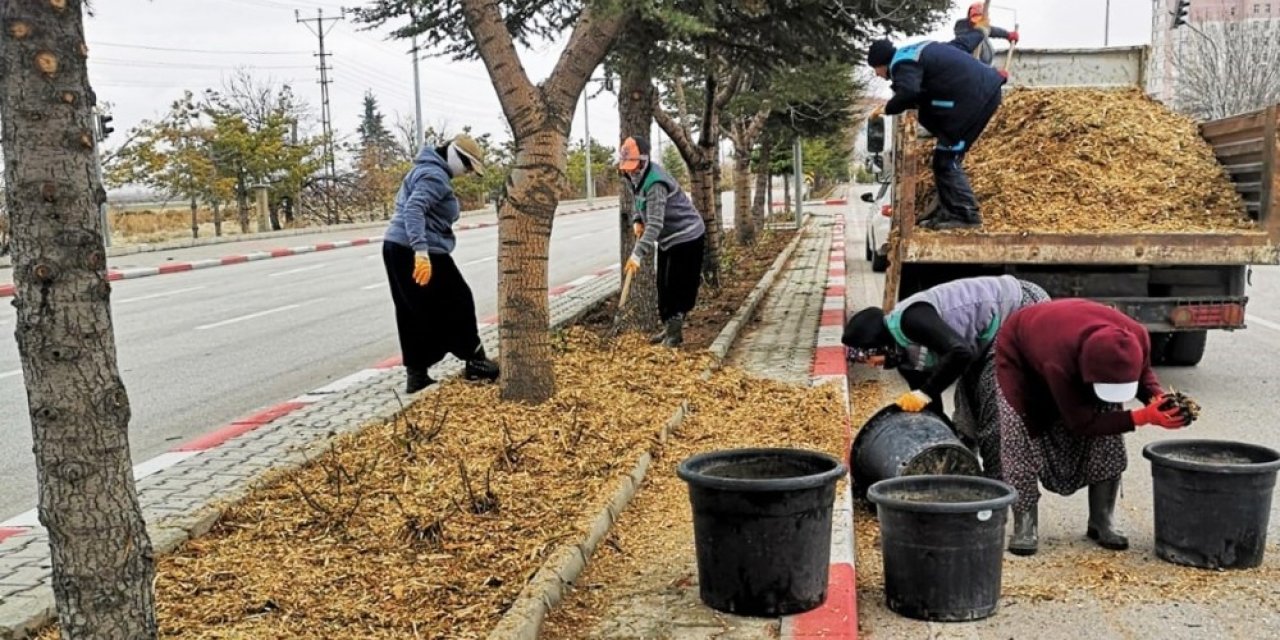 Karaman’da budanan ağaçlar gübre olarak kullanılıyor