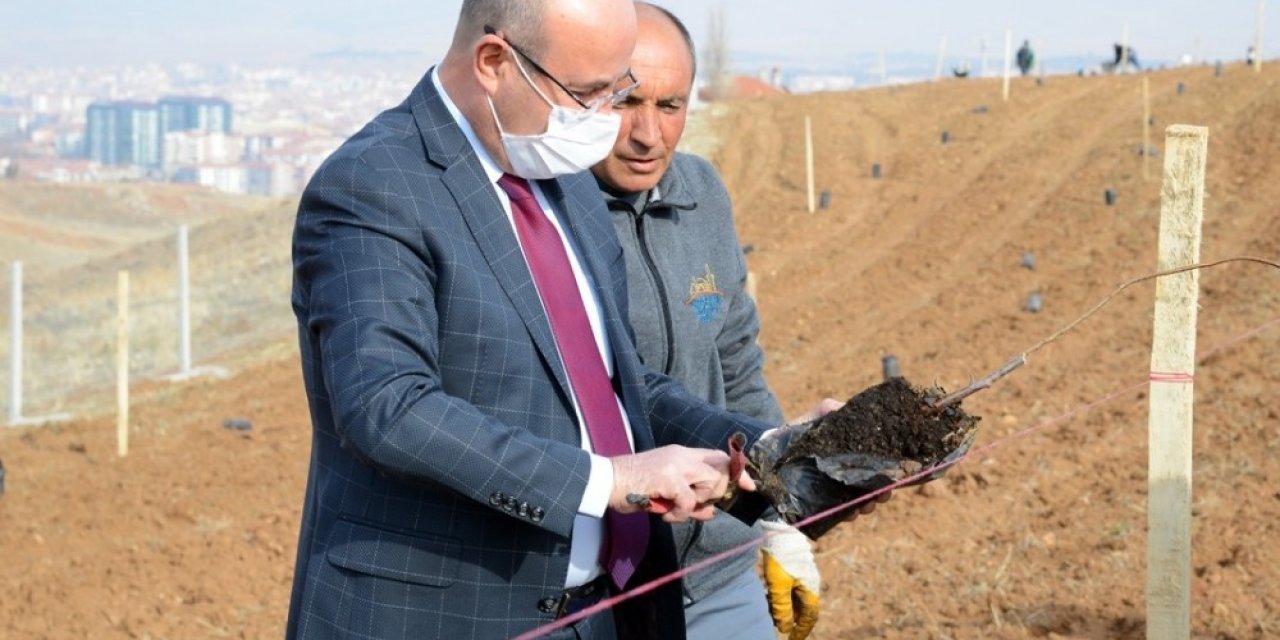 Belediye, Hızırağa mevkine ağaçlandırma ve peyzaj çalışmasına başladı