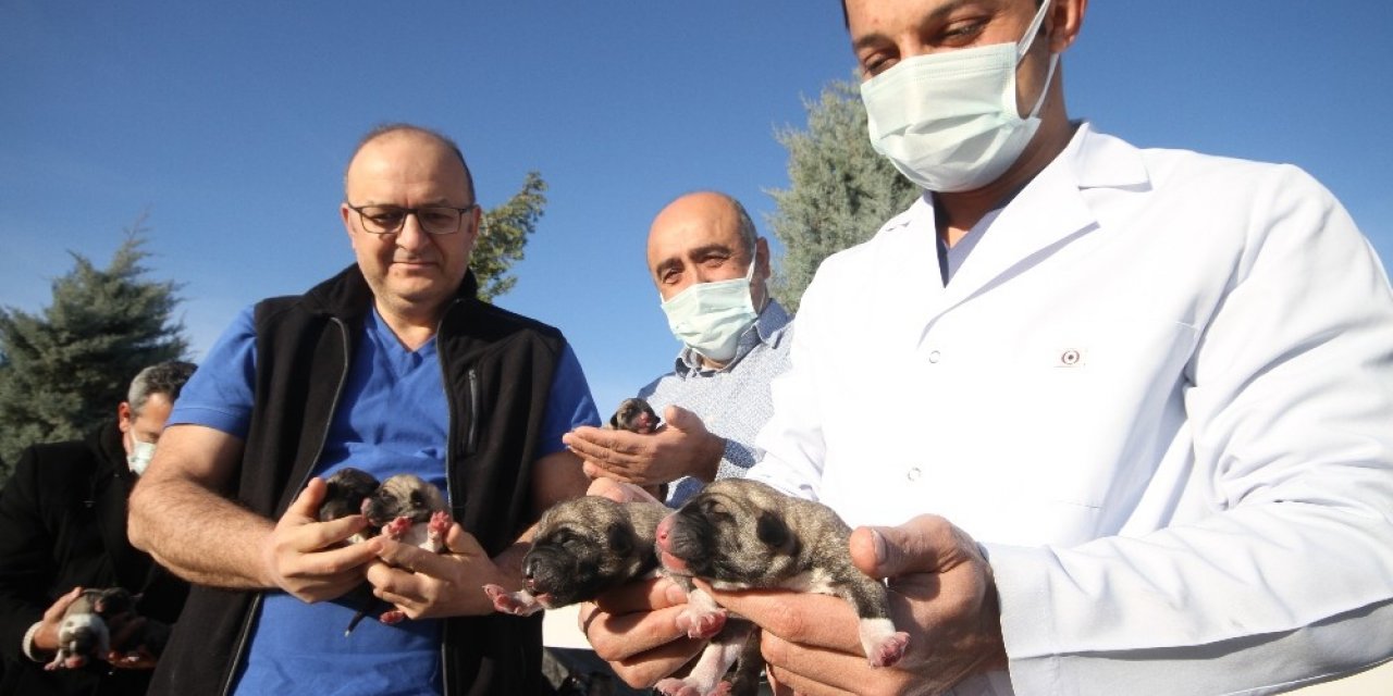 Hastane Bahçesinde Doğan 11 Yavru Köpek Ve Annesi Sağlıkçılara Emanet