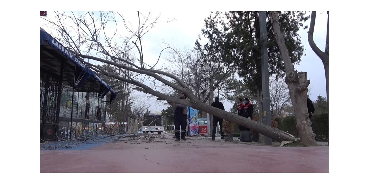 Kırıkkale’de kuvvetli rüzgar ağaçları yerinden söktü, 1 işyeri zarar gördü