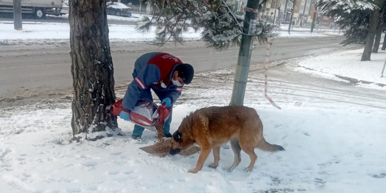 Sokak hayvanları unutulmuyor