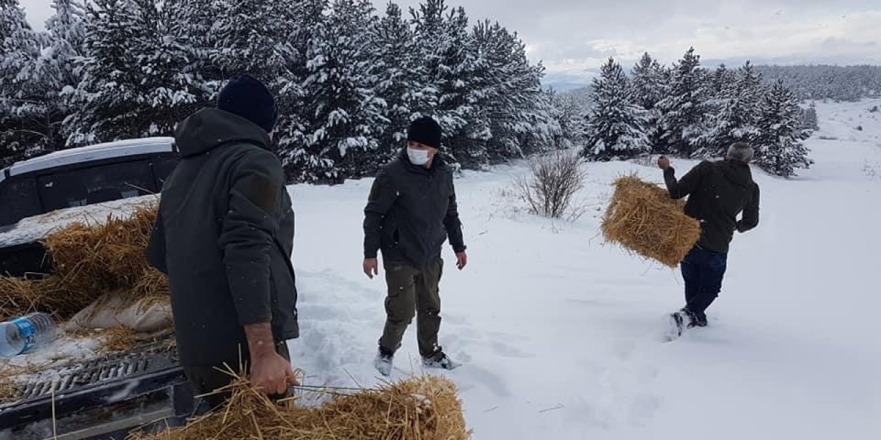 Çankırı’da yaban hayvanları kara kışta unutulmadı