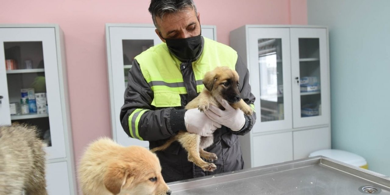 Altındağ Belediyesi donmak üzere olan 8 köpek yavrusuna sahip çıktı