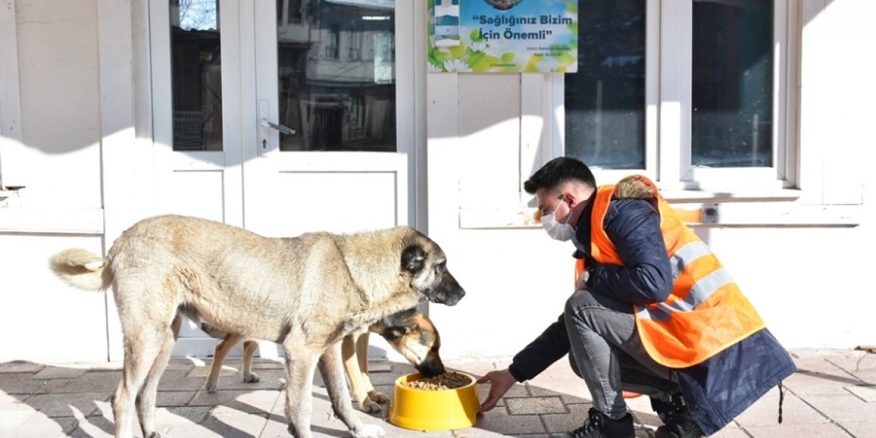 İnönü Belediyesi sokak hayvanlarına mama ve sevgi desteğini sürdürüyor