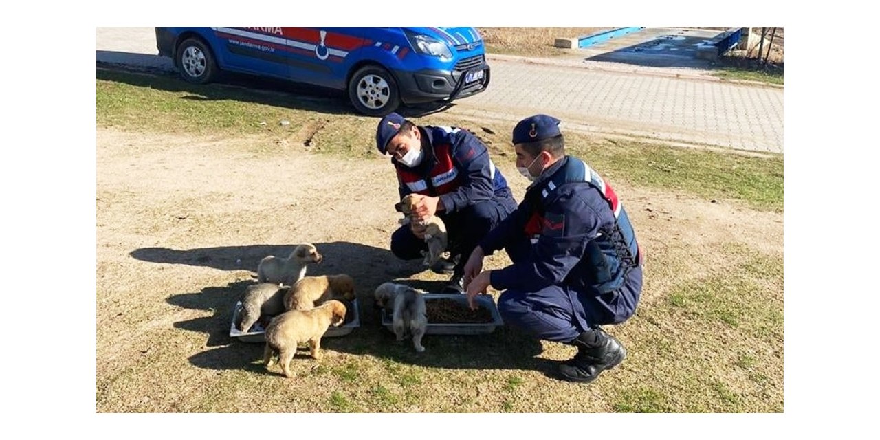 Jandarma sokak hayvanlarını elleriyle besledi