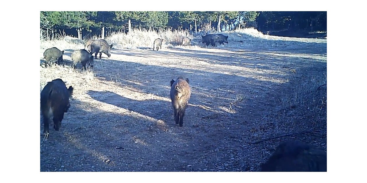 Yaban hayatının gün yüzüne çıkan görüntüleri fotokapanda