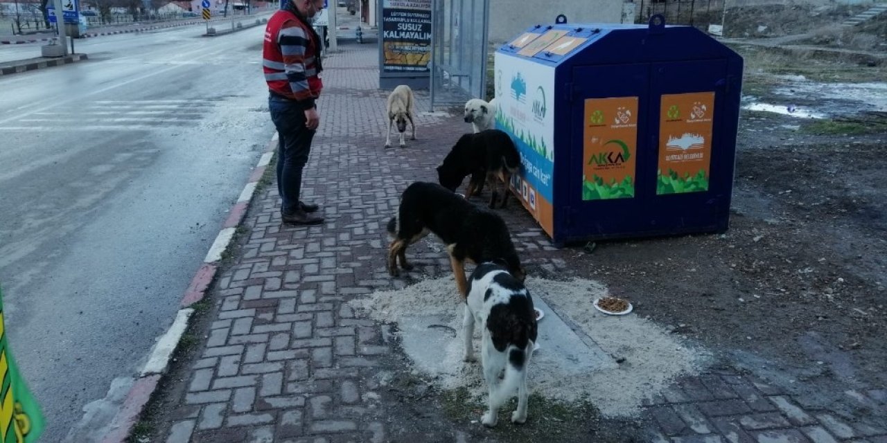 Seyitgazi Kaymakamlığı sokak hayvanları için yiyecek bıraktı