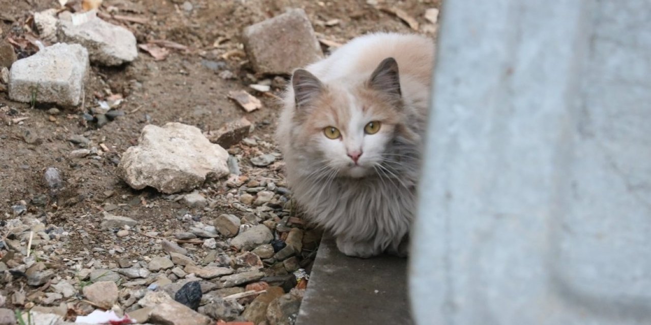 Çatıda mahsur kalan kediyi itfaiye ekipleri kurtardı