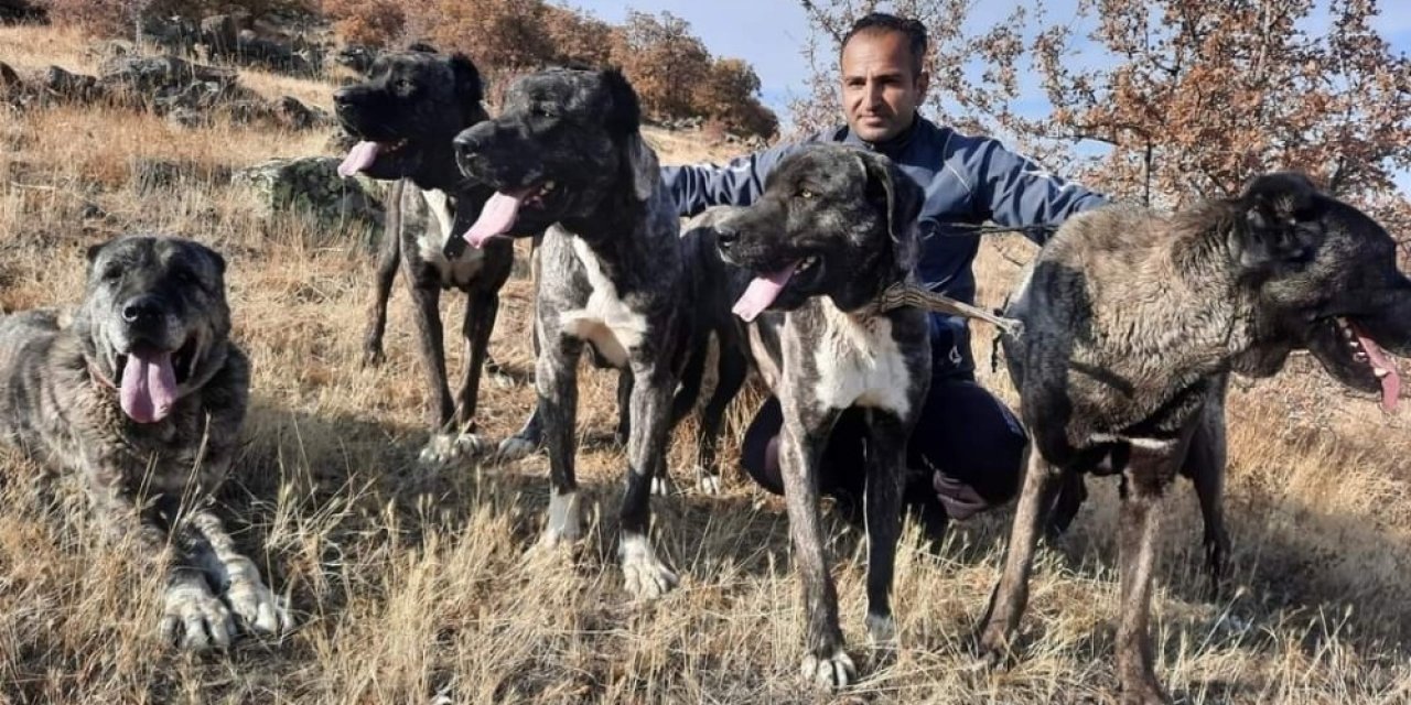 Tomarza’nın Çapar Köpekleri büyük ilgi görüyor