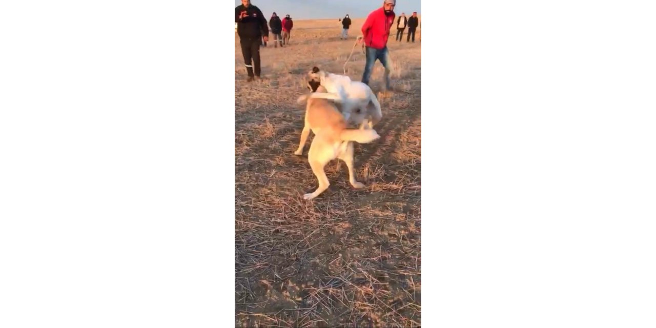 Köpekleri dövüş adı altında birbirine parçalattılar