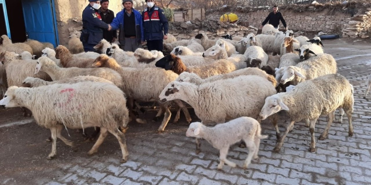 Konya’da jandarma çalınan 99 küçükbaş hayvanı bularak sahibine teslim etti