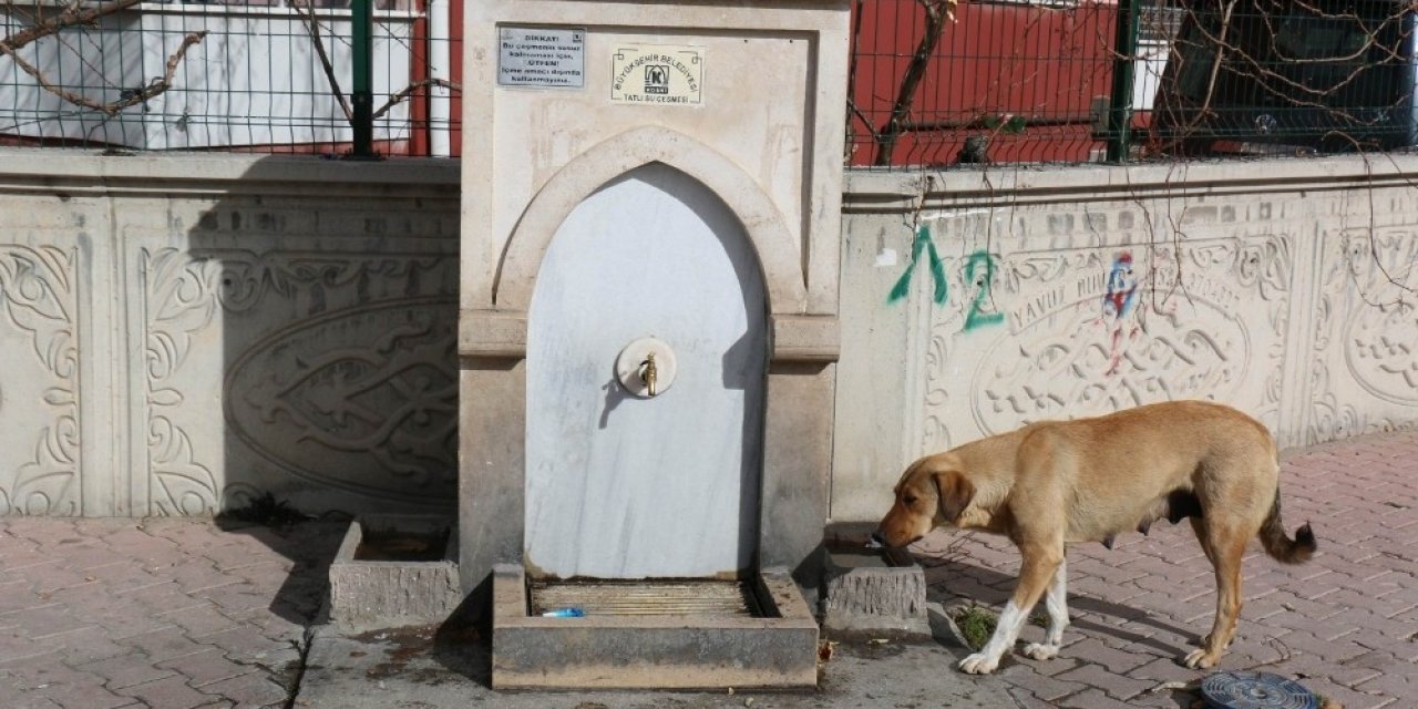 KOSKİ kuş tası ile sokak havyanlarının su ihtiyacını gideriyor