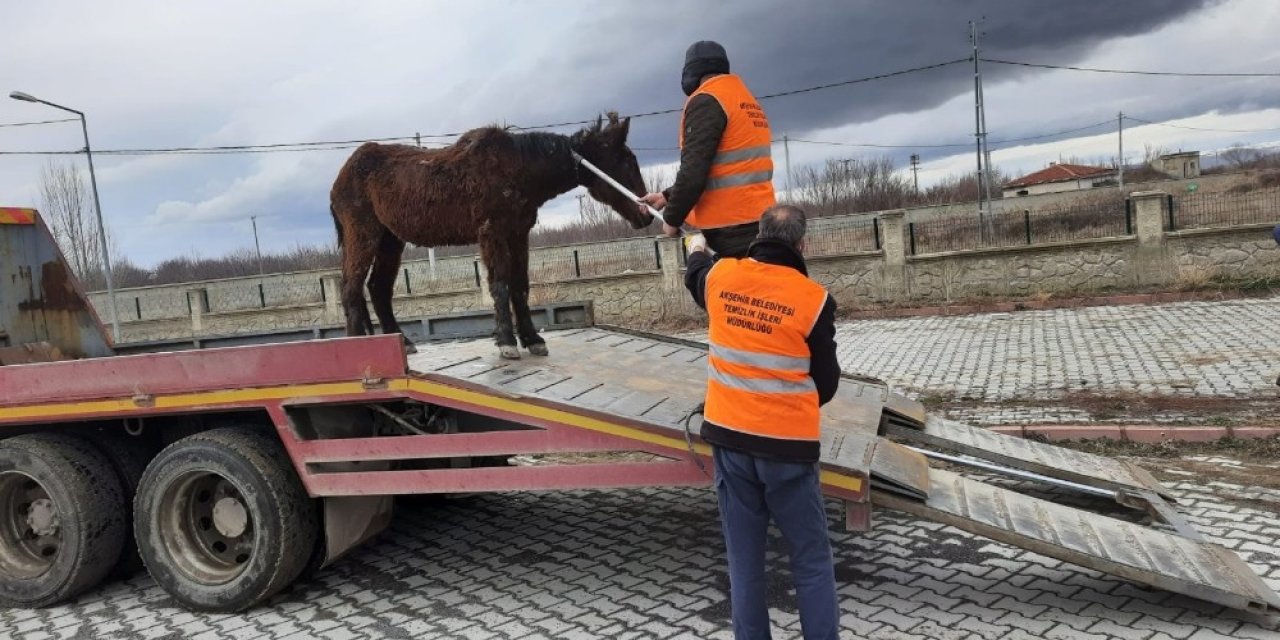 Sahipsiz Ata Akşehir Belediyesi sahip çıktı