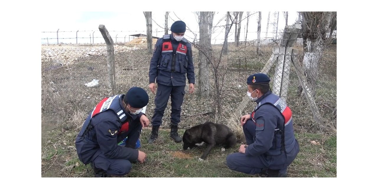 Jandarma sokak hayvanlarını besledi