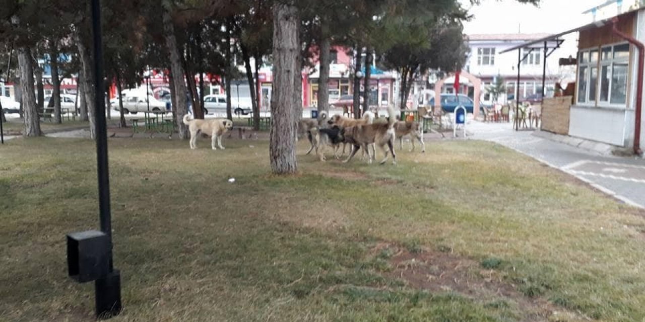 Tomarza’da sokak köpekleri vatandaşları korkutuyor