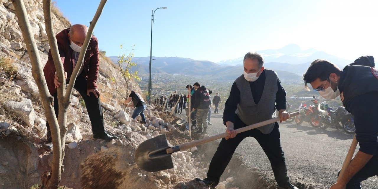 Ali Dağı’na 500 adet meyve ağacı daha