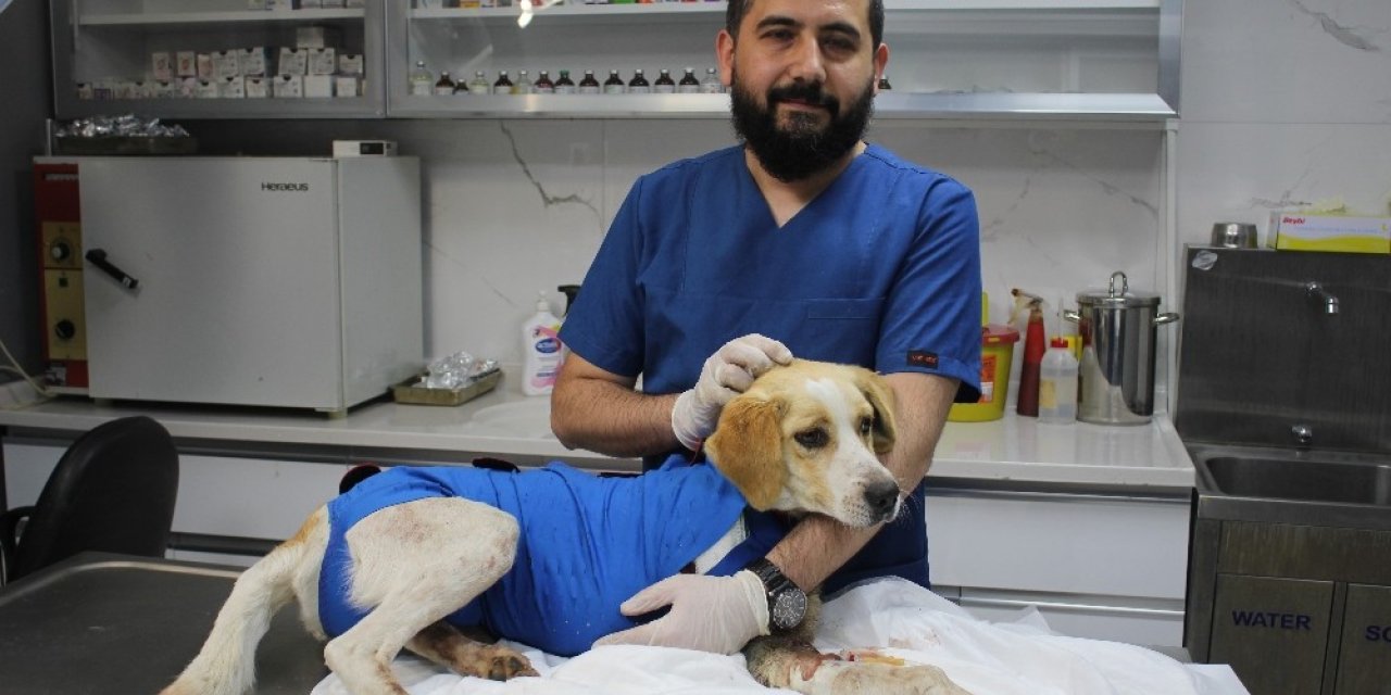 Dakikalarla yarıştılar yaralı köpeği hayatta tuttular