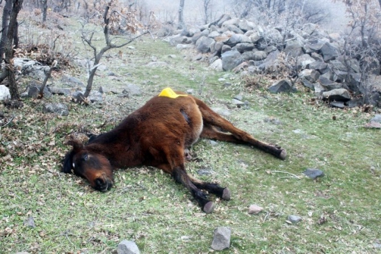 Yılkı Atlarını Tüfekle Öldüren Kişi Yakalandı!