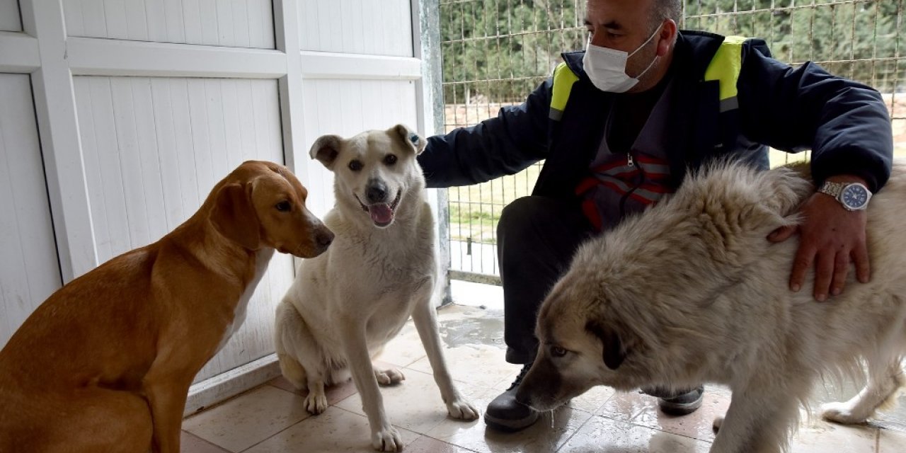 Üç köpek Doğal Yaşam Merkezi’nin misafiri oldu