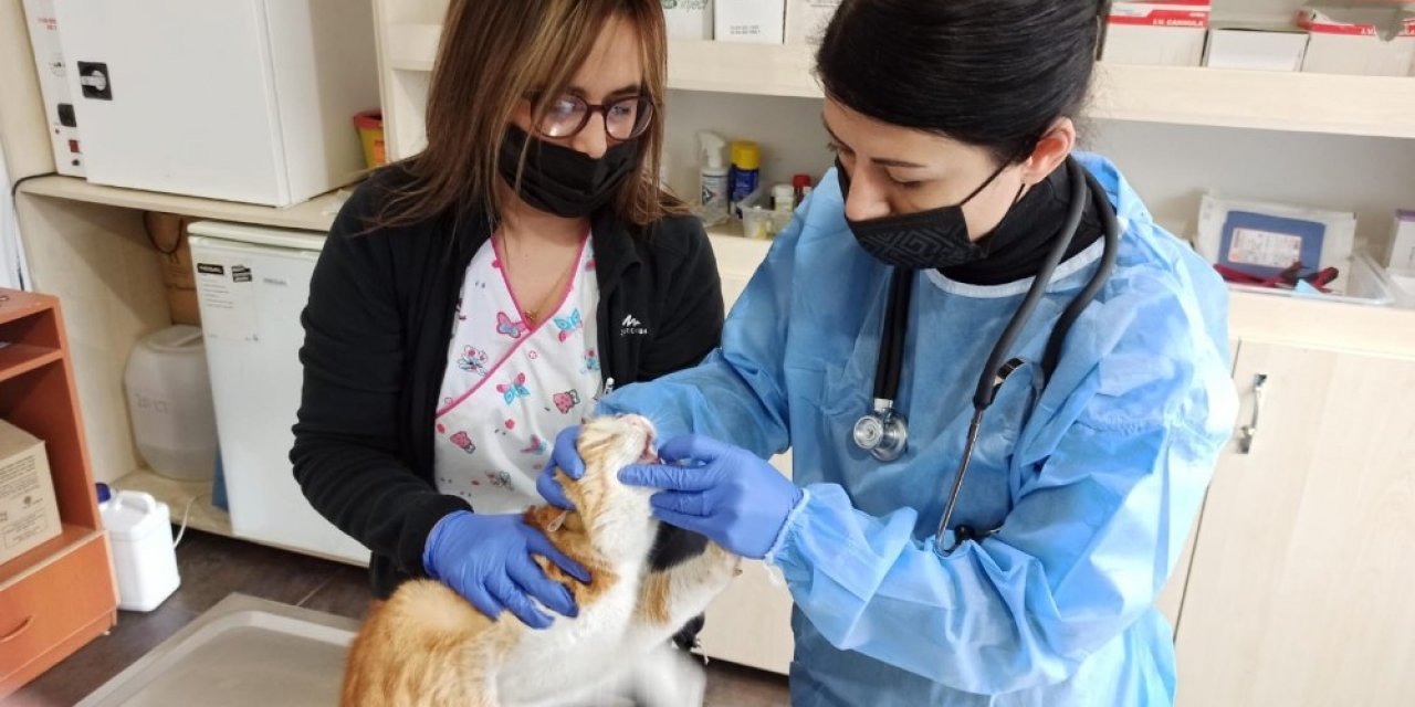 Mutasyona uğrayan kedi korona virüsünün ölüm oranı yüksek