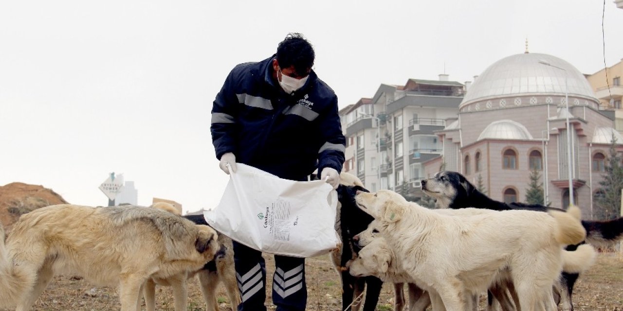 Çankaya Belediyesi soğukta sokak hayvanlarını unutmadı