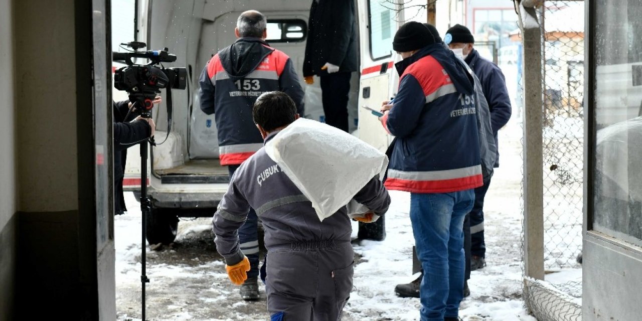 Ankara Büyükşehir Belediyesi’nden can dostlar için soğuk günlerde gönüllülerle iş birliği