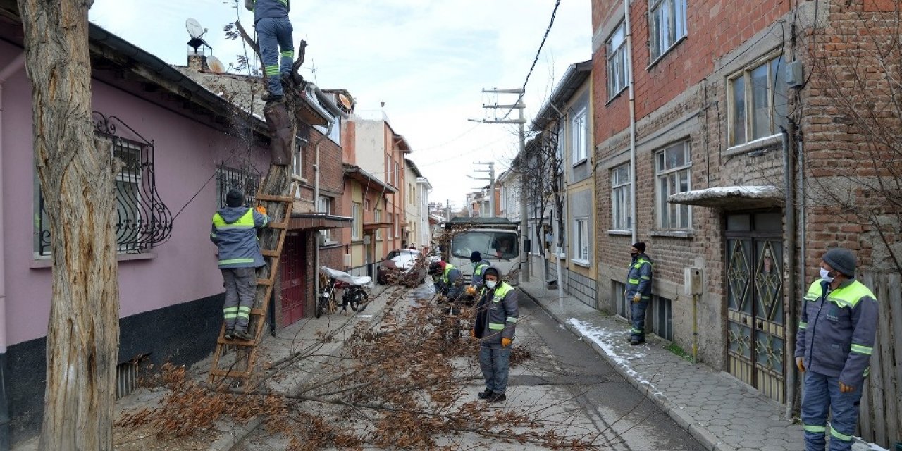 Tepebaşı’nda ağaç budama çalışmaları sürüyor