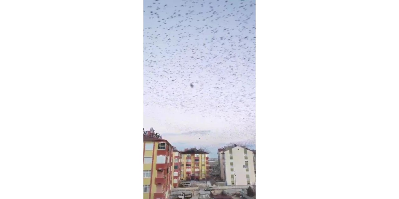 Sığırcıkların dansı hayran bıraktı