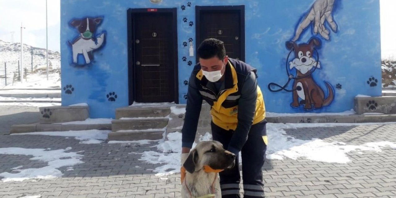 Gözleri görmeyen köpeğe Nevşehir Belediyesi sahip çıktı