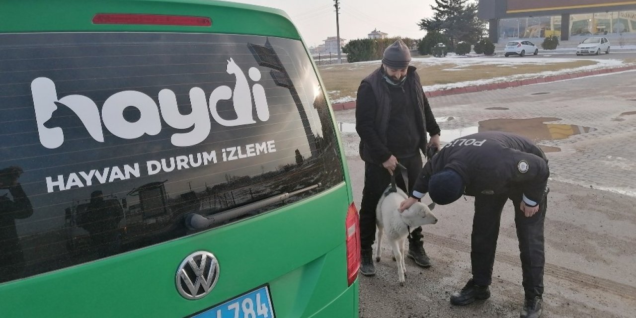 Sürüden kopan sevimli kuzu kendini karayolunda buldu