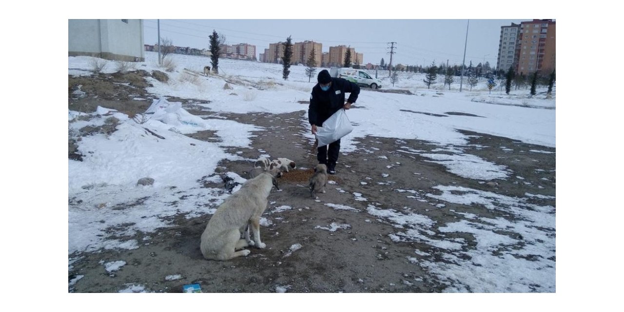 Niğde Belediyesi, sokak hayvanları için mama bıraktı