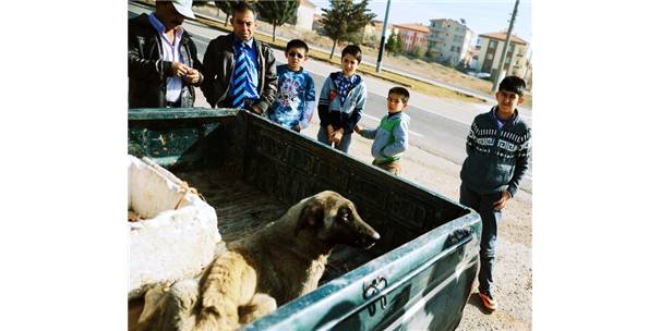 Otomobilin çarptığı ve beli kırılan köpeğe belediye sahip çıktı