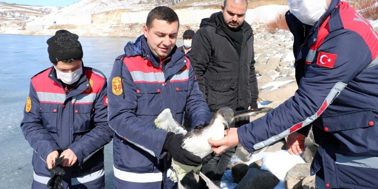 İtfaiye ekipleri buz tutan gölde donmak üzere olan kuşu kurtardı