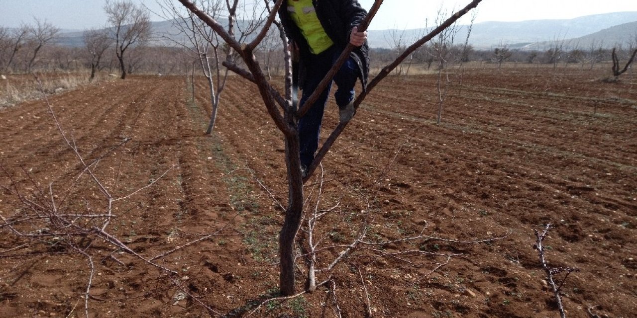 Günyüzü’nde ağaç budama başladı