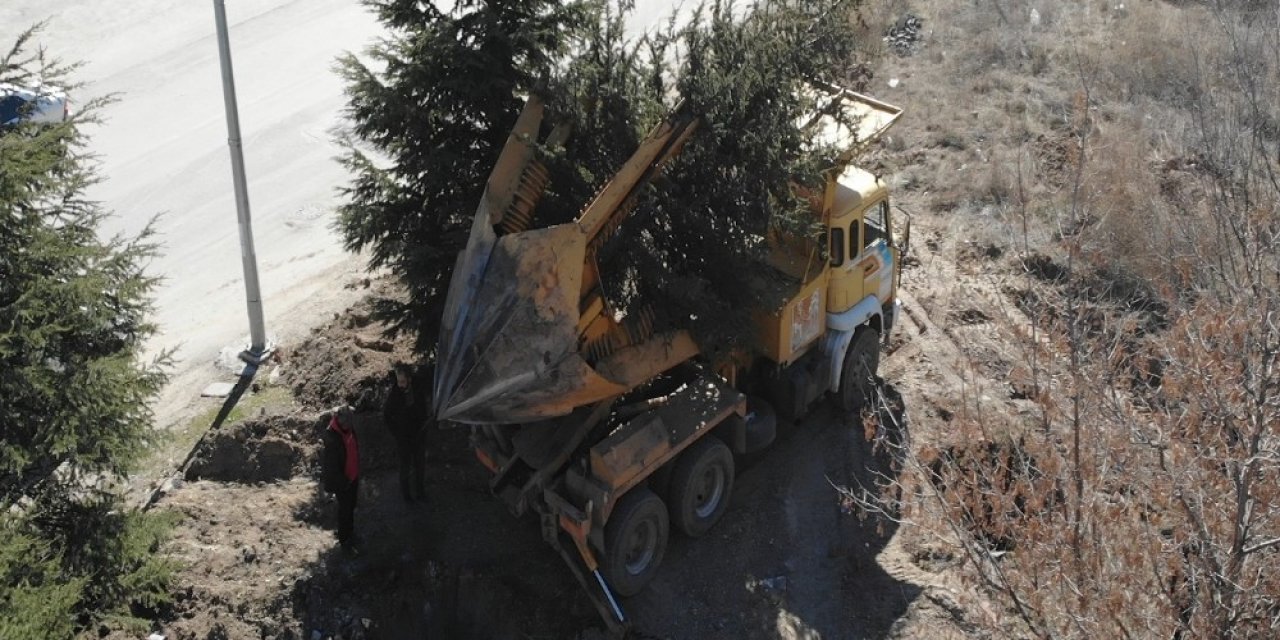 Pursaklar Belediyesi sökülen ağaçları yeni yerlerine taşıyor