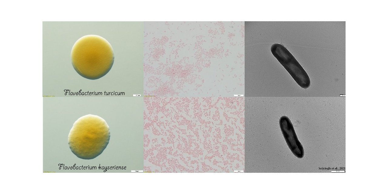 ERÜ’de keşfedilen bakterilere Türk manasına gelen “Turcicum” ve “Kayseriense” ismi verildi