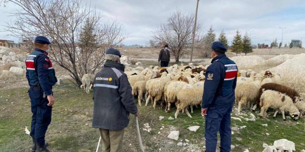 Köpek deyip geçme! Eskil'de kaybolan koyunlar Sultanhanı'nda bulundu!