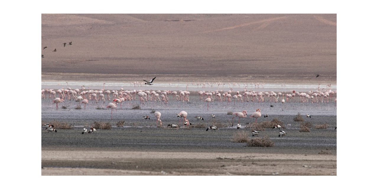 Düden Gölü’ndeki flamingo sayısı düştü