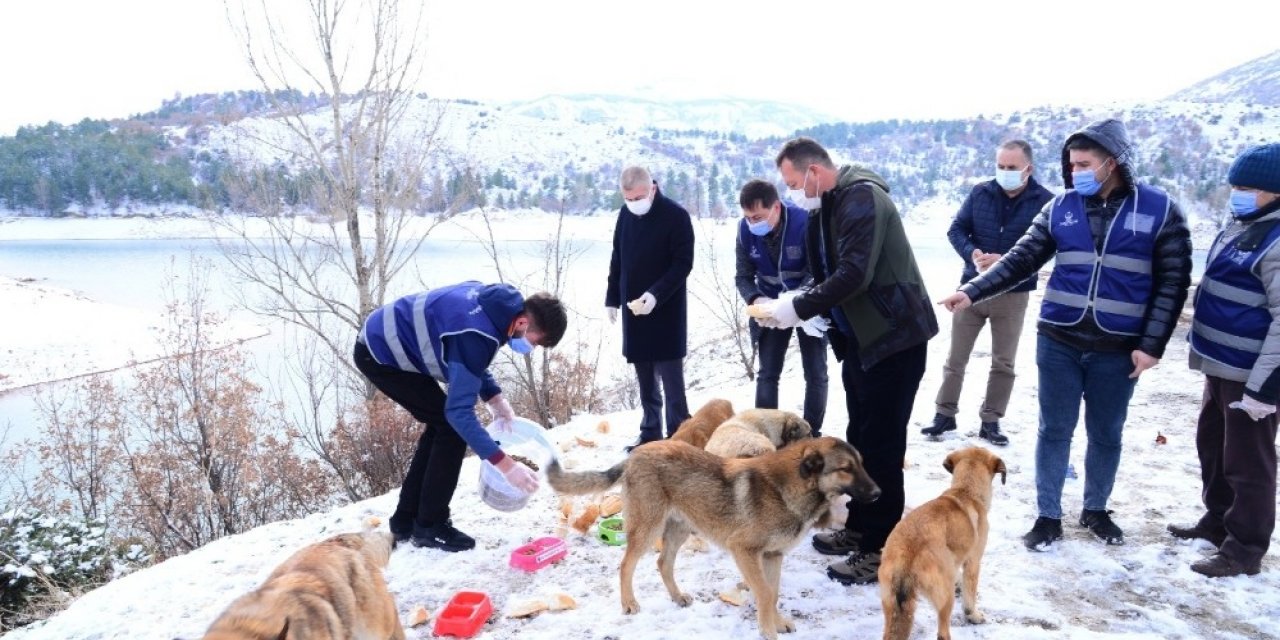 Kahramankazan’da sokak hayvanları ihmal edilmiyor