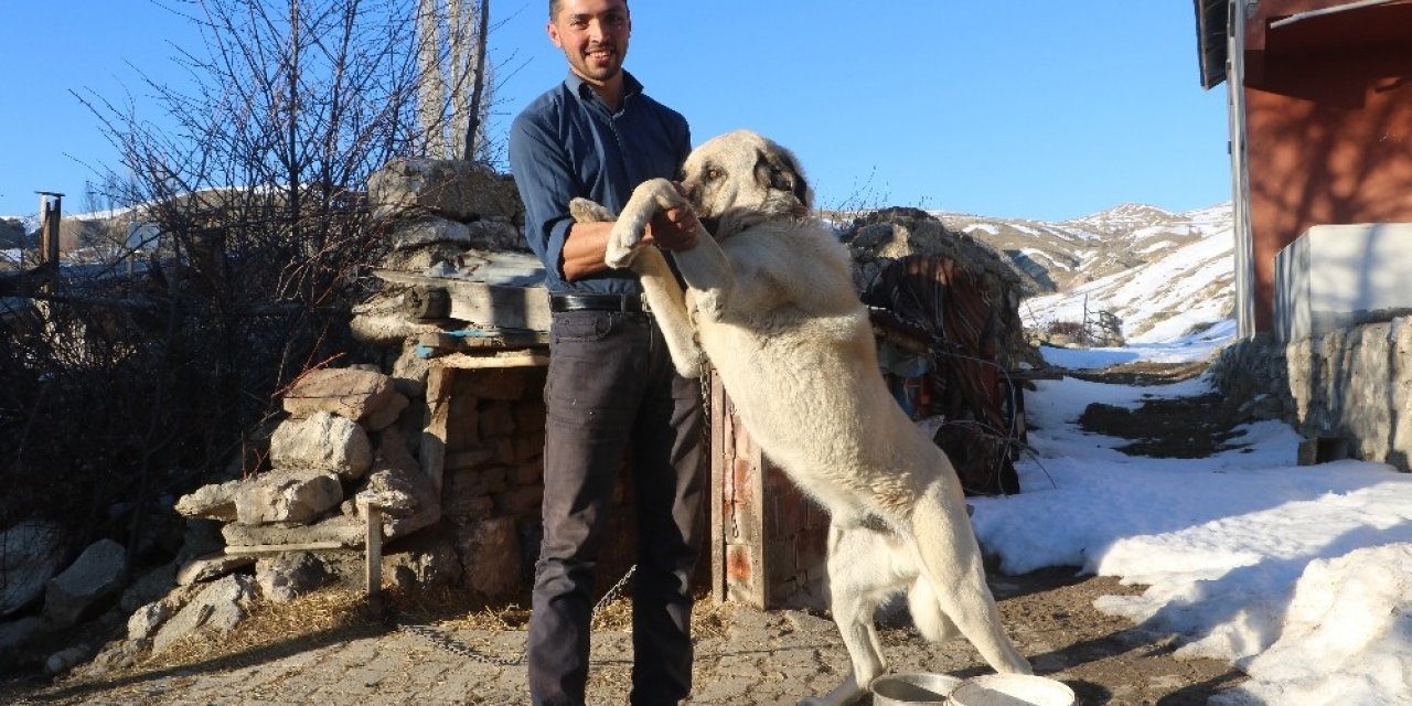 2 kangal sürüye yaklaşan ayıyı böyle kovaladı