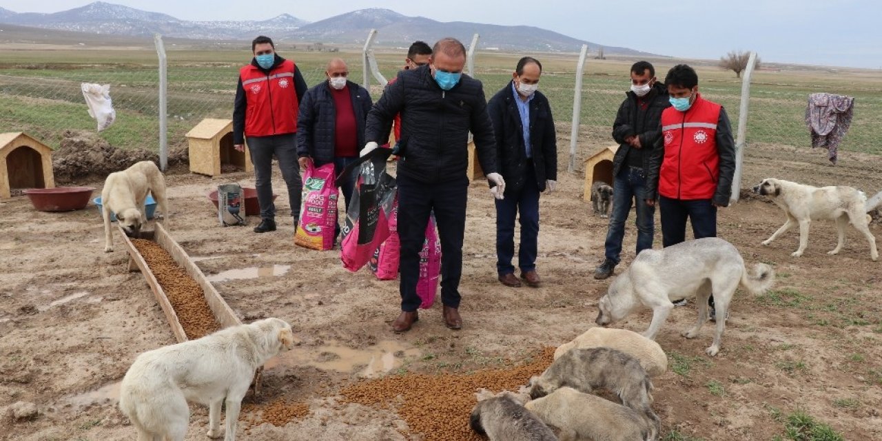 Köpekleriyle köyünden kovulan engelli gence Vali Aydoğdu sahip çıktı