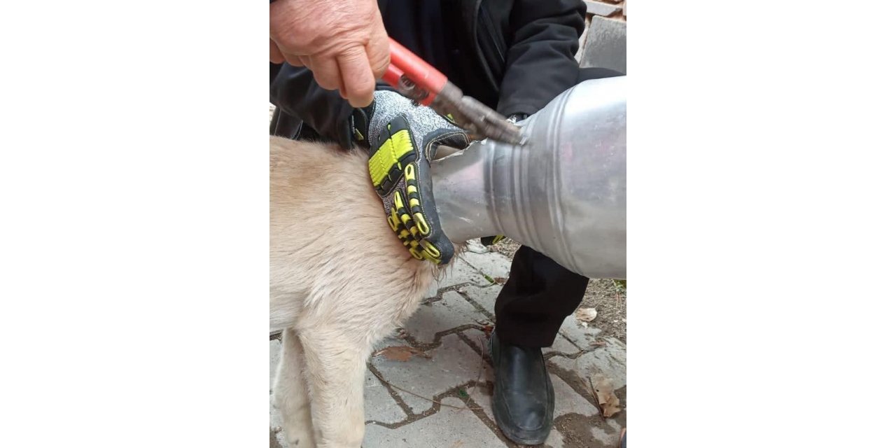 Kafası güğüme sıkışan köpeği itfaiye ekipleri kurtardı